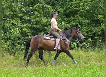 Huzule, Wallach, 4 Jahre, 145 cm, Brauner