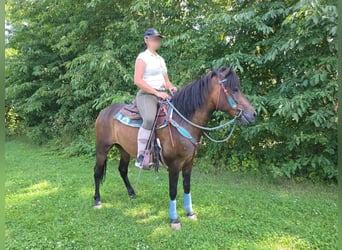Huzule, Wallach, 4 Jahre, 145 cm, Brauner