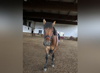 Huzule, Wallach, 4 Jahre, 145 cm