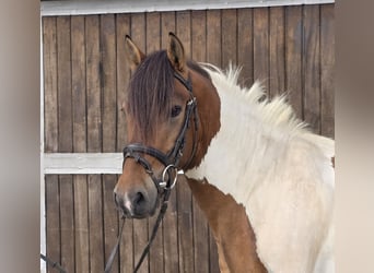 Huzule, Wallach, 4 Jahre, 146 cm, Schecke