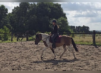 Huzule, Wallach, 4 Jahre, 146 cm, Schecke