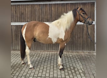 Huzule, Wallach, 4 Jahre, 146 cm, Schecke