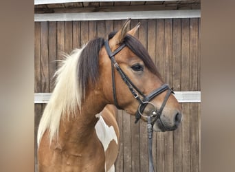 Huzule, Wallach, 4 Jahre, 146 cm, Schecke