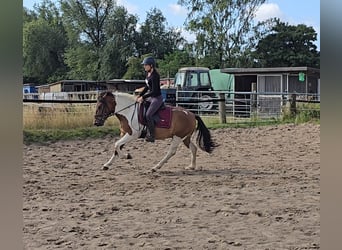 Huzule, Wallach, 4 Jahre, 146 cm, Schecke