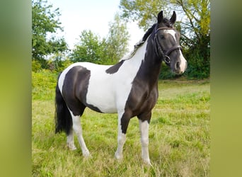 Huzule, Wallach, 4 Jahre, 146 cm, Schecke