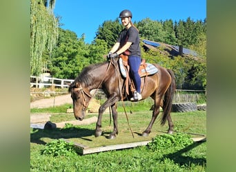 Huzule, Wallach, 4 Jahre, 147 cm, Dunkelbrauner