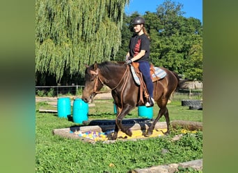 Huzule, Wallach, 4 Jahre, 147 cm, Dunkelbrauner