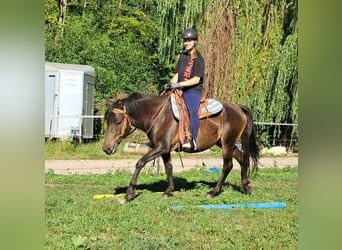 Huzule, Wallach, 4 Jahre, 147 cm, Dunkelbrauner