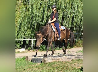 Huzule, Wallach, 4 Jahre, 147 cm, Dunkelbrauner