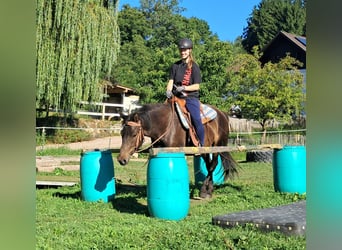 Huzule, Wallach, 4 Jahre, 147 cm, Dunkelbrauner
