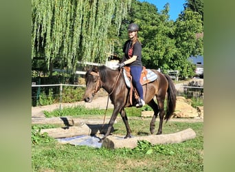 Huzule, Wallach, 4 Jahre, 147 cm, Dunkelbrauner