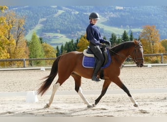 Huzule Mix, Wallach, 4 Jahre, 150 cm, Schecke