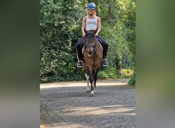 Huzule Mix, Wallach, 5 Jahre, 130 cm, Schecke
