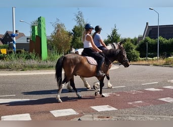 Huzule Mix, Wallach, 5 Jahre, 130 cm, Schecke