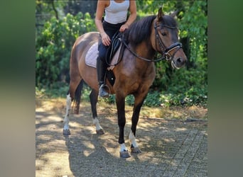 Huzule Mix, Wallach, 5 Jahre, 130 cm, Schecke