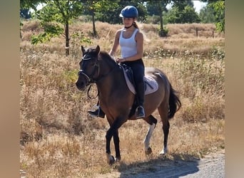 Huzule Mix, Wallach, 5 Jahre, 130 cm, Schecke