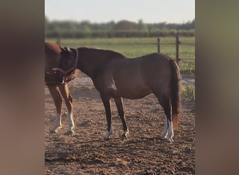 Huzule Mix, Wallach, 5 Jahre, 130 cm, Schecke