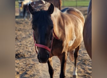 Huzule Mix, Wallach, 5 Jahre, 130 cm, Schecke