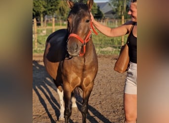 Huzule Mix, Wallach, 5 Jahre, 130 cm, Schecke