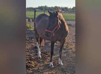 Huzule Mix, Wallach, 5 Jahre, 130 cm, Schecke