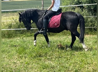 Huzule, Wallach, 5 Jahre, 135 cm, Schecke