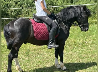 Huzule, Wallach, 5 Jahre, 135 cm, Schecke