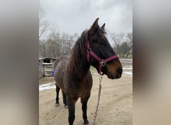 Huzule, Wallach, 5 Jahre, 140 cm, Dunkelbrauner