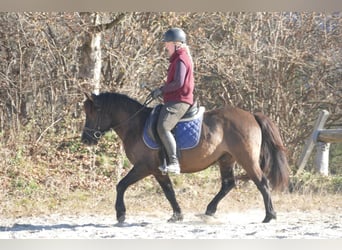 Huzule, Wallach, 5 Jahre, 142 cm, Falbe