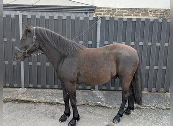 Huzule, Wallach, 5 Jahre, 143 cm, Rappe