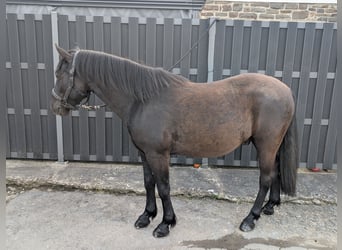 Huzule, Wallach, 5 Jahre, 143 cm, Rappe