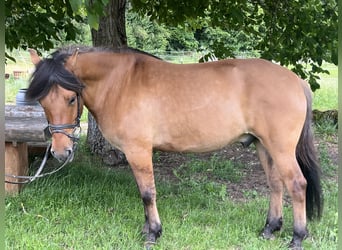 Huzule, Wallach, 5 Jahre, 145 cm, Brauner