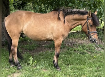 Huzule, Wallach, 5 Jahre, 145 cm, Brauner