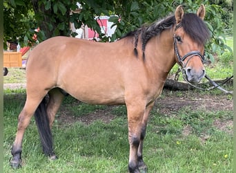 Huzule, Wallach, 5 Jahre, 145 cm, Brauner