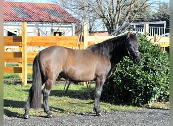 Huzule, Wallach, 5 Jahre, 145 cm, Falbe