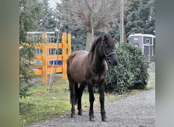 Huzule, Wallach, 5 Jahre, 145 cm, Falbe