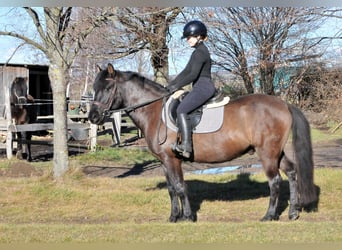 Huzule, Wallach, 5 Jahre, 145 cm, Falbe