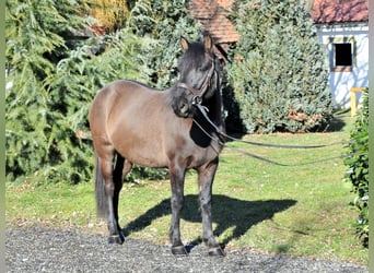 Huzule, Wallach, 5 Jahre, 145 cm, Falbe