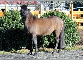 Huzule, Wallach, 5 Jahre, 145 cm, Falbe