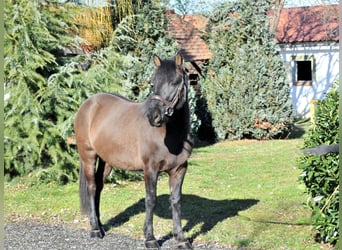 Huzule, Wallach, 5 Jahre, 145 cm, Falbe