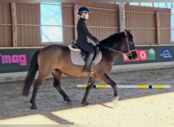 Huzule, Wallach, 5 Jahre, 145 cm, Falbe