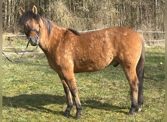 Huzule, Wallach, 5 Jahre, 146 cm, Brauner