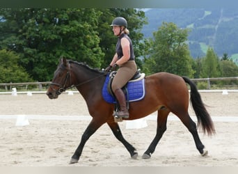 Huzule Mix, Wallach, 5 Jahre, 150 cm, Brauner