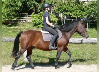 Huzule Mix, Wallach, 5 Jahre, 150 cm, Brauner