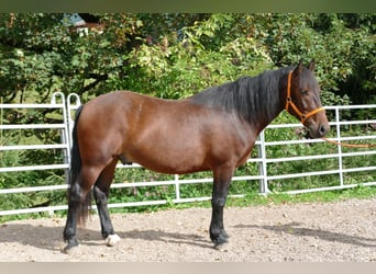 Huzule Mix, Wallach, 5 Jahre, 150 cm, Brauner