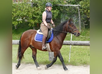 Huzule Mix, Wallach, 5 Jahre, 150 cm, Brauner