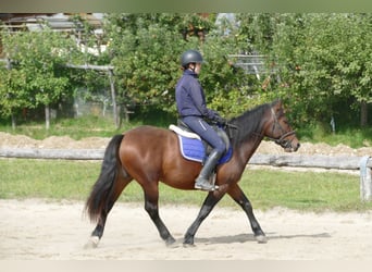 Huzule Mix, Wallach, 5 Jahre, 150 cm, Brauner