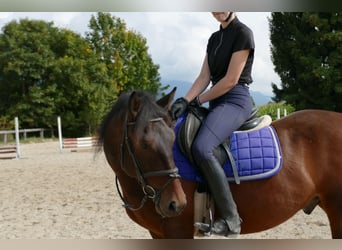 Huzule Mix, Wallach, 5 Jahre, 150 cm, Brauner