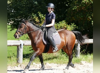 Huzule Mix, Wallach, 5 Jahre, 150 cm, Brauner