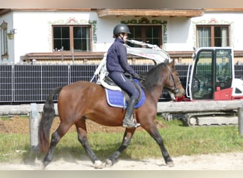 Huzule Mix, Wallach, 5 Jahre, 150 cm, Brauner