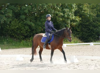 Huzule Mix, Wallach, 5 Jahre, 150 cm, Brauner
